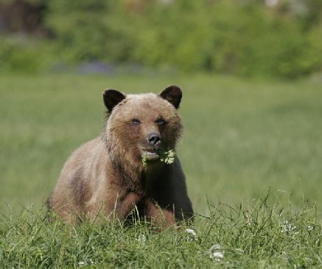 The 4 bears for Canada and how much better to see them