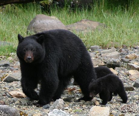 The 4 bears for Canada and how much better to see them